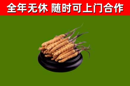 呼图壁县烟酒回收冬虫夏草.jpg